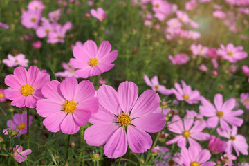 Fototapeta na wymiar Sweet pink cosmos flower blooming in the field, beautiful vivid natural summer garden outdoor park image, purple cosmos flower blooming in green background with warm sun light.