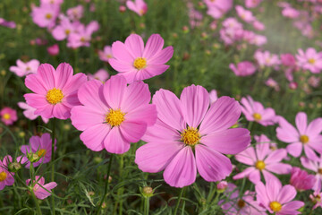 Fototapeta na wymiar Sweet pink cosmos flower blooming in the field, beautiful vivid natural summer garden outdoor park image, purple cosmos flower blooming in green background with warm sun light.