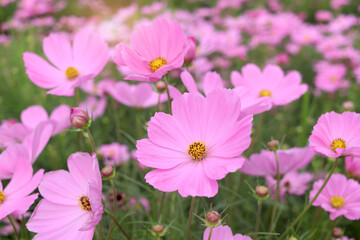 Sweet pink cosmos flower blooming in the field, beautiful vivid natural summer garden outdoor park image, purple cosmos flower blooming in green background with warm sun light.