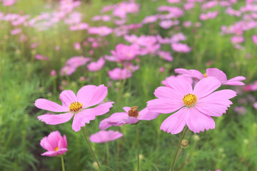Fototapeta premium Sweet pink cosmos flower blooming in the field, beautiful vivid natural summer garden outdoor park image, purple cosmos flower blooming in green background with warm sun light.