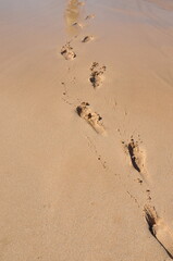 Footsteps in the sand on a beach