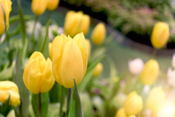 Yellow tulip flower blooming in the spring natural garden, soft selective focus, tulip flower garden blooming in spring season