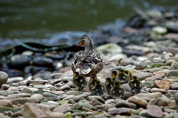 Female mallard with her brood of ten ducklings