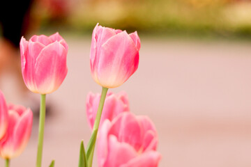 Obraz na płótnie Canvas Sweet pink tulip flower blooming in the spring natural garden, soft selective focus, tulip flower garden blooming in spring season