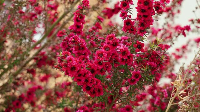 Beautiful red manuka tree flowers in bloom. Leptospermum scoparium