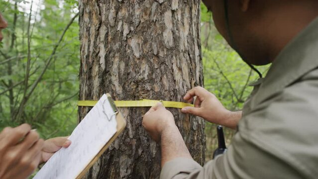 Medium close-up shot of Afro-American male woodward in khaki uniform, with portable radio measuring girth of pine tree with tape in forest, and Hispanic female colleague writing results on clipboard