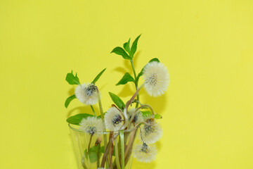 dandelion flower on a yellow background