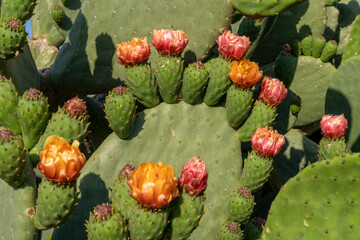 Opuntia ficus-indica in blooming season