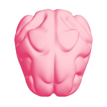 Human brain Anatomical Model.