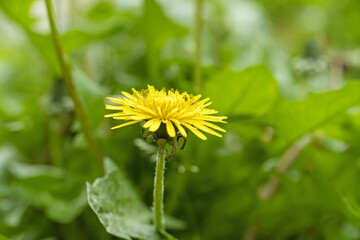コウゾリナ　剃刀菜　顔剃菜　花　黄色