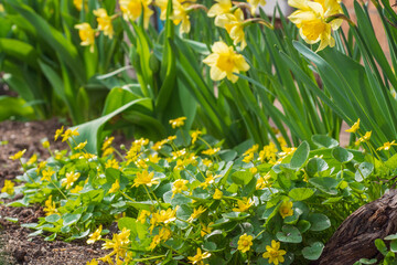 Obraz premium Lawn of blooming spring yellow flowers of buttercups and daffodils