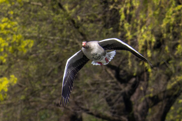 The flying greylag goose, Anser anser is a species of large goose