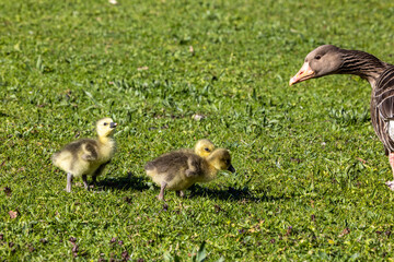 Beautiful yellow fluffy greylag goose baby gosling in spring, Anser anser