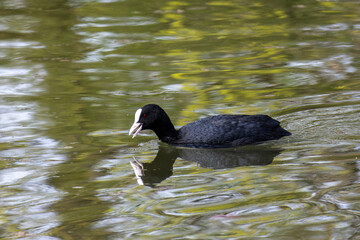 The Eurasian coot, Fulica atra swimming on the Kleinhesseloher Lake at Munich, Germany