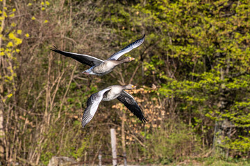 The flying greylag goose, Anser anser is a species of large goose