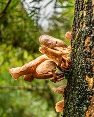 mushrooms in the forest