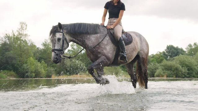 Gray horse standing in the river and stomping front leg, raising and lowering a foot forcefully in place, handheld shot. Concept of equine body language and behavior.