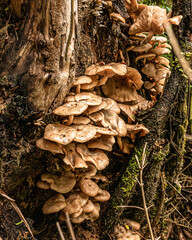mushrooms on the tree