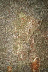Closeup of the bark of a sugar maple tree