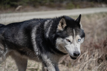 Naklejka na ściany i meble Husky dog ​​with multi-colored eyes walks in the forest.