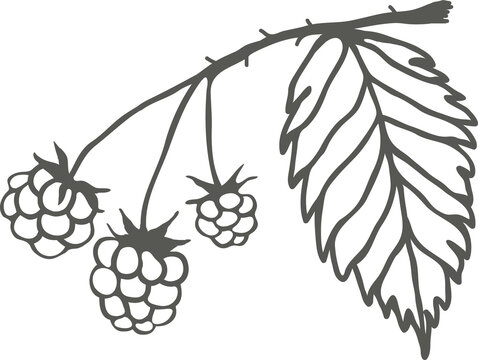 Raspberry branch silhouette with berries and leaf, sketch drawing with black outline