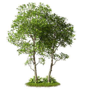 Greenery large trees isolate transparent backgrounds 3d render png