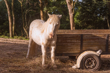 White pony next to wooden wagon with hay in morning light.