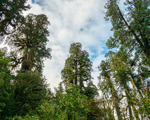 trees and sky