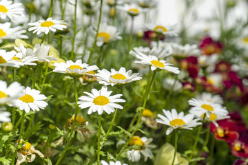 Fototapeta premium 白い花 春の花