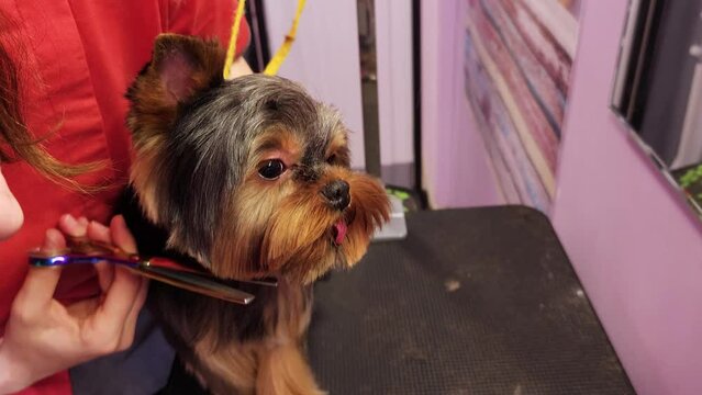 A grummer shears a Yorkshire Terrier dog Generative AI