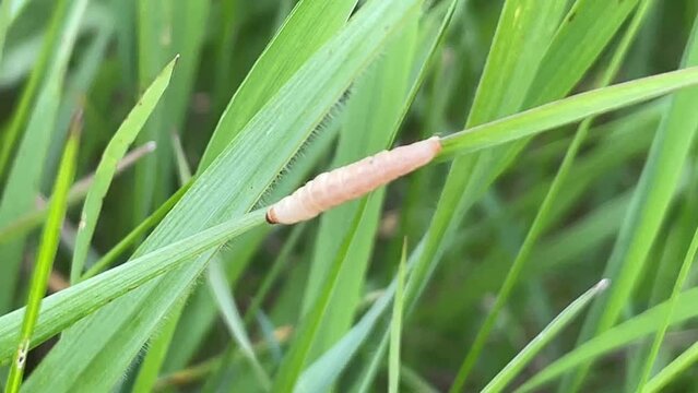 Die gelbe Raupe eines Schmetterlings auf einem Grashalm.