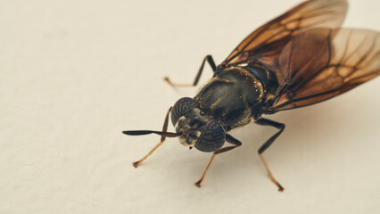 Details of a Soldier Fly perched on a white surface. Hermetia illucens