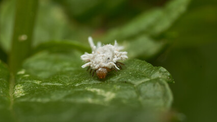 Details of a white bug (Scymninae) with its silk camouflage.