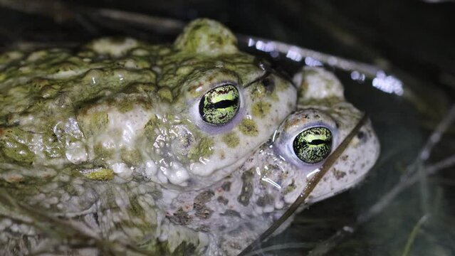 Kreuzkr&ouml;ten (Epidalea calamita) bei der Paarung