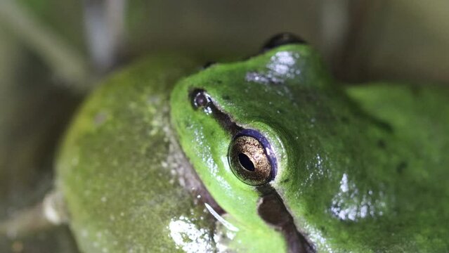 Rufender Laubfrosch (Hyla arborea) mit Schallblase im T&uuml;mpel