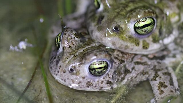 Kreuzkr&ouml;ten (Epidalea calamita) bei der Paarung