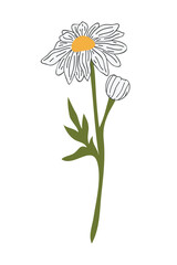 Hand Drawn Daisy Flower Cartoon Illustration. A simple flower on white background. Vector illustration.