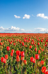 Red blooming tulips under a blue sky. The photo was taken one spring day at a flower bulb nursery on the former Dutch island of Goeree-Overflakkee.