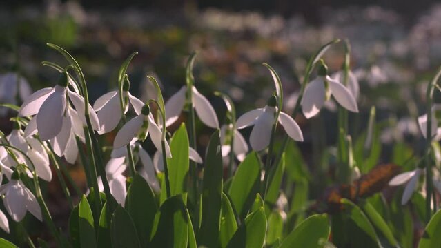 close up snowdrop flowers in woodland, gentle breeze, backlit by sunshine, track right then left then holds