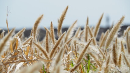 Fototapeta premium OLYMPUS DIGITAL CAMERA