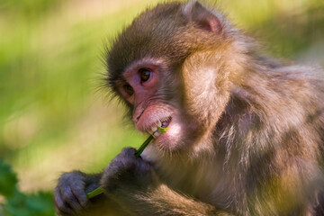 portrait of a baboon