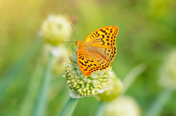 Orange butterfly (Argynnis paphia) drinks nectar from the onion blossom flower in garden