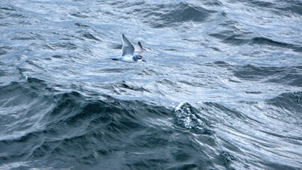 Naklejka premium Antarctic prions (Pachyptila desolata) in flight above the Atlantic Ocean, off Ocean Harbor, South Georgia Island