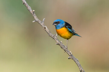 Blue and Yellow Tanager, Thraupis bonariensis, Calden Forest, La Pampa, Argentina