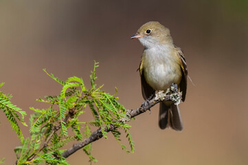 White crested Elaenia, Elaenia albiceps, calden Forest, La Pampa province , Patagonia, Argentina