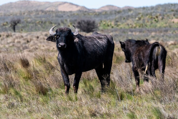 Naklejka na ściany i meble Water buffalo, Bubalus bubalis, species introduced in Argentina, La Pampa province, Patagonia.