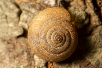 snail on a wooden background
