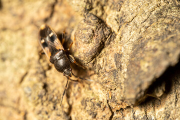 Amphibolus venator on wood