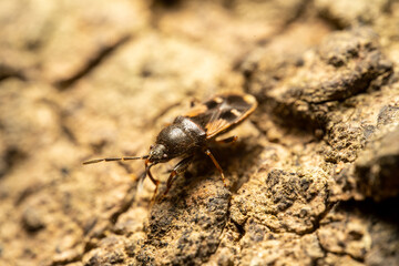 Amphibolus venator on the ground