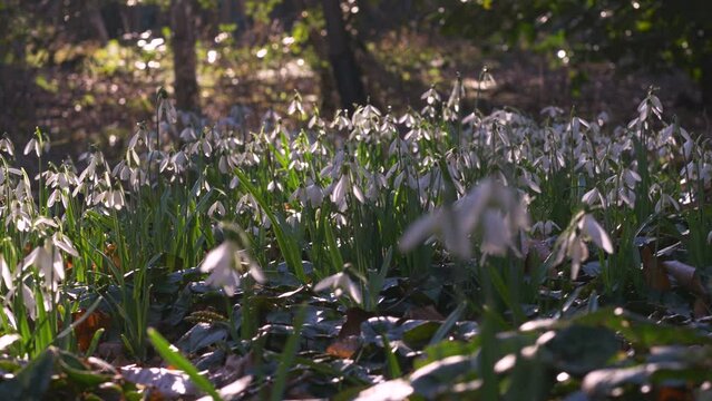 pretty mass of snowdrop flowers backlit in low light, flaring sunshine, gentle breeze, tracks right, left, then holds static shot, parallax